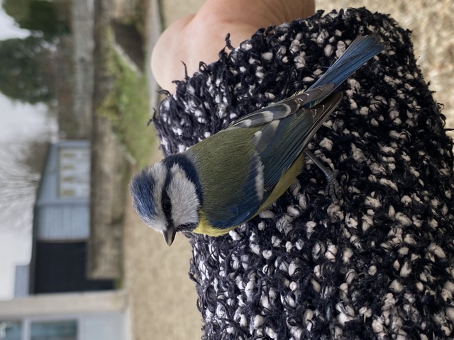 Mésange bleue à la Mairie, posée sur le bras de la cantinière