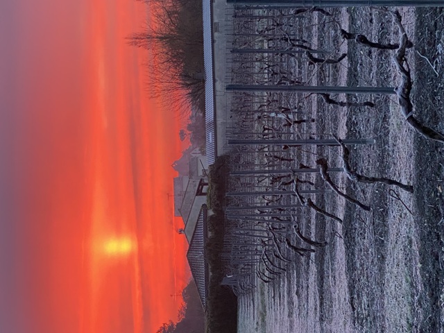 Triac et les vignes sous un voile de neige 